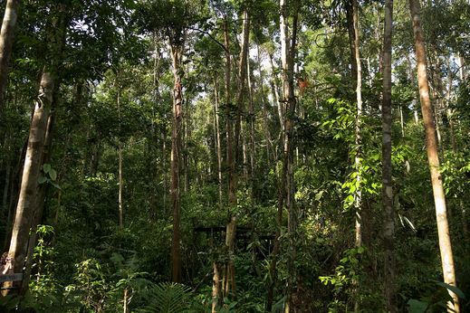 Borneo